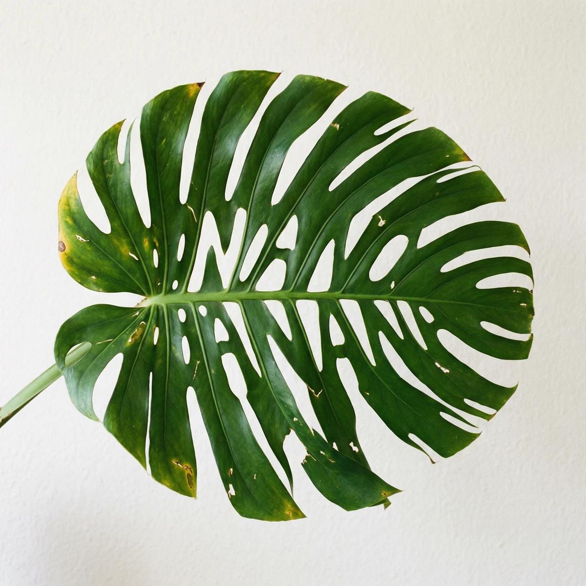 A photo of a monstera leaf against a simple backdrop, cleverly and organi...
